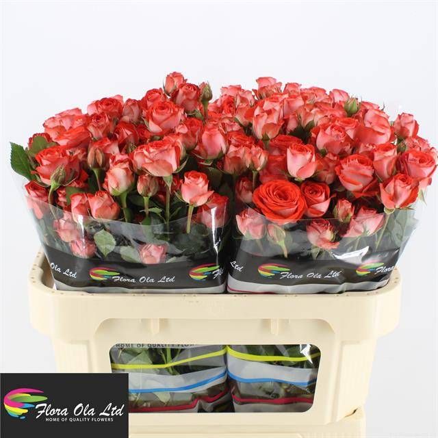 Роза куст. Задик! 70, шт.