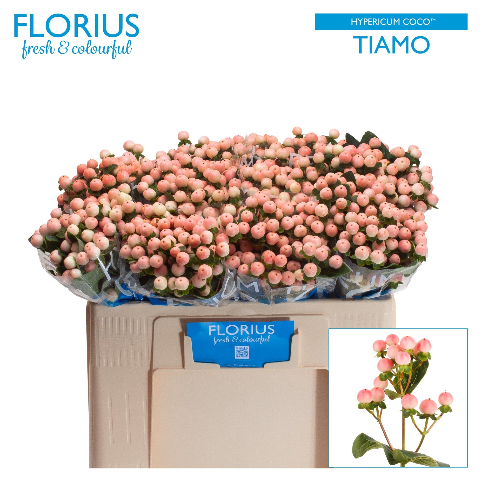 Гипперикум Коко Тиамо 50, шт.