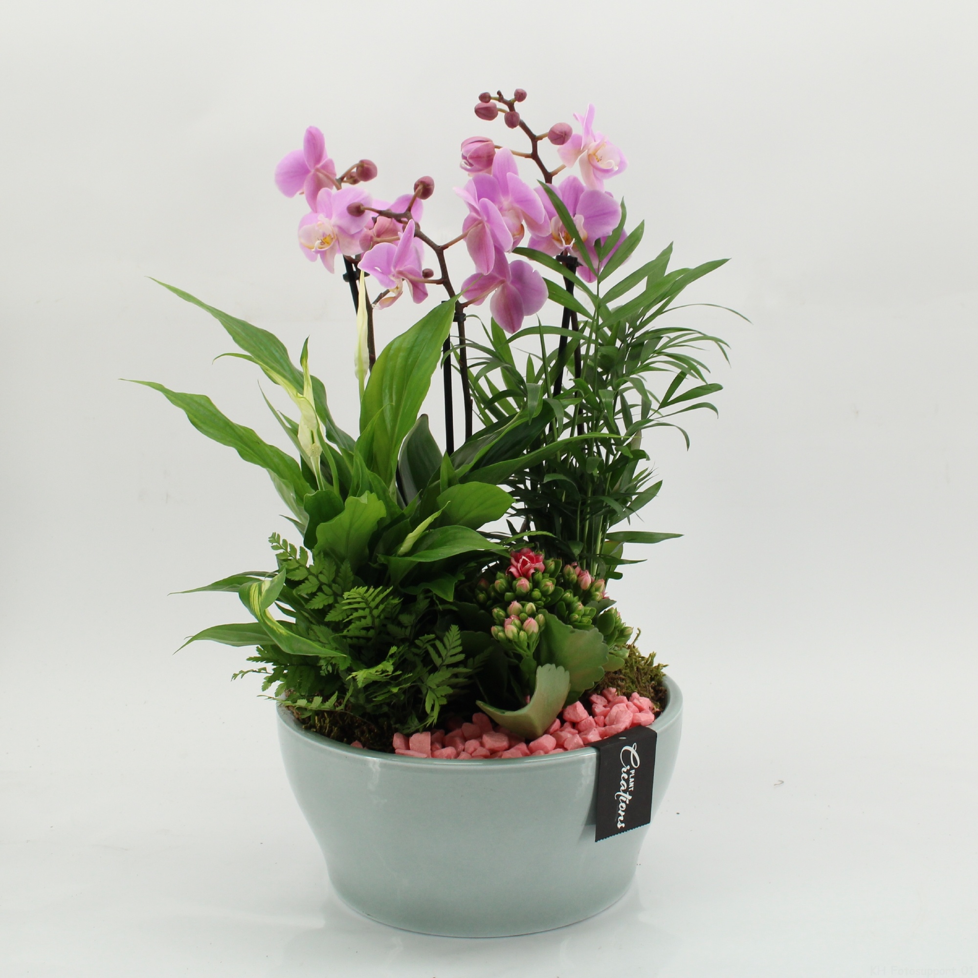 PHAL-2629RZ Phalaenopsis creatie, D 22