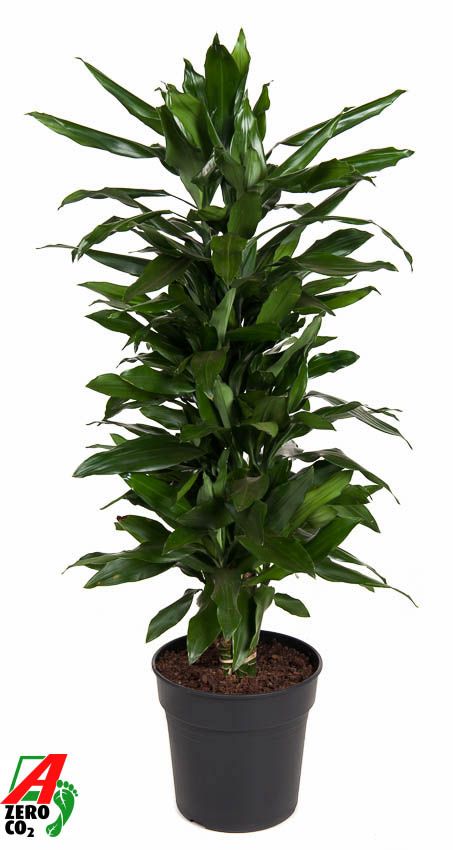 Dracaena Janet Lind vertakt P27, D 27 cm Dracaena Janet Lind vertakt P27, D 27 cm