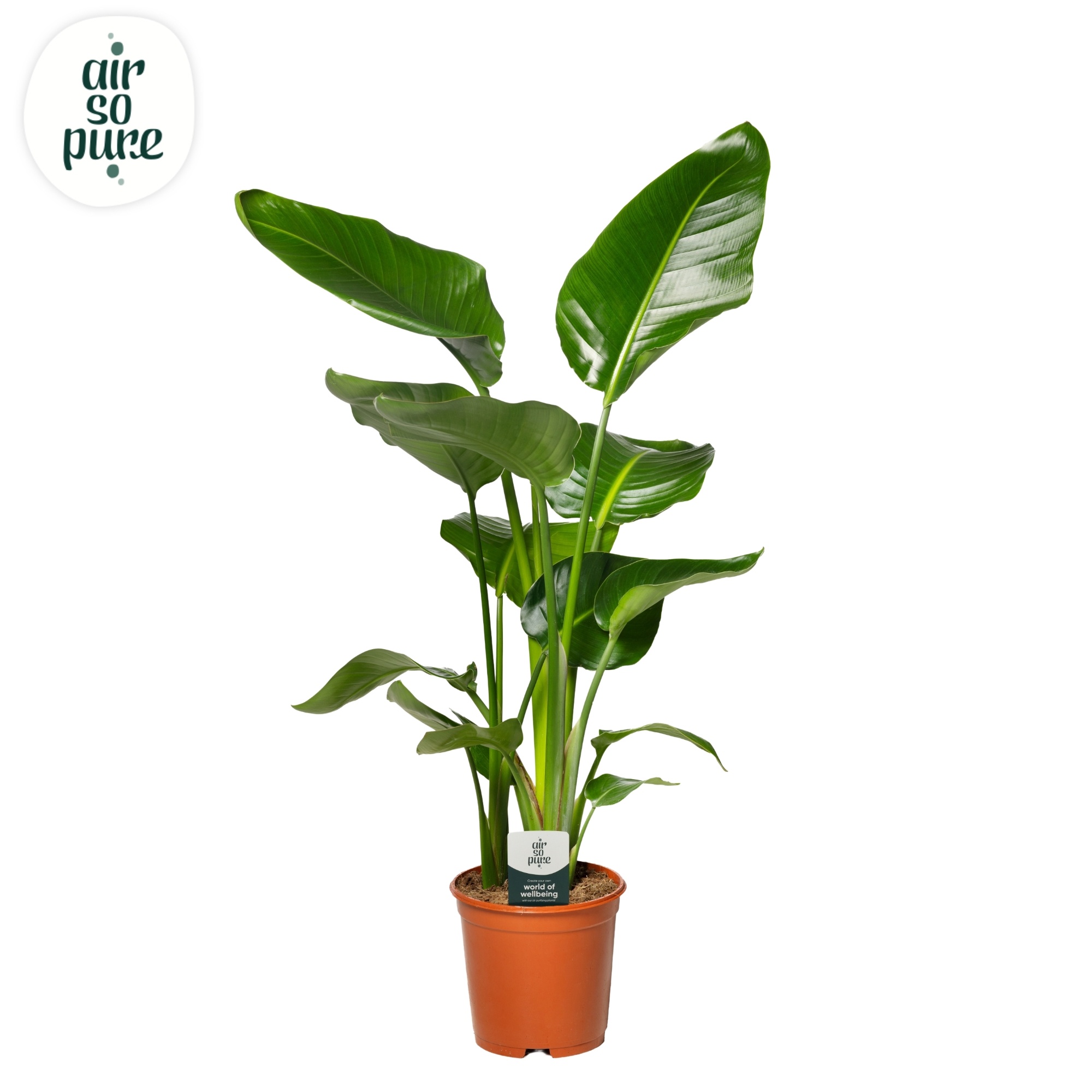 Strelitzia Nicolai p21 (Air so Pure), D 21