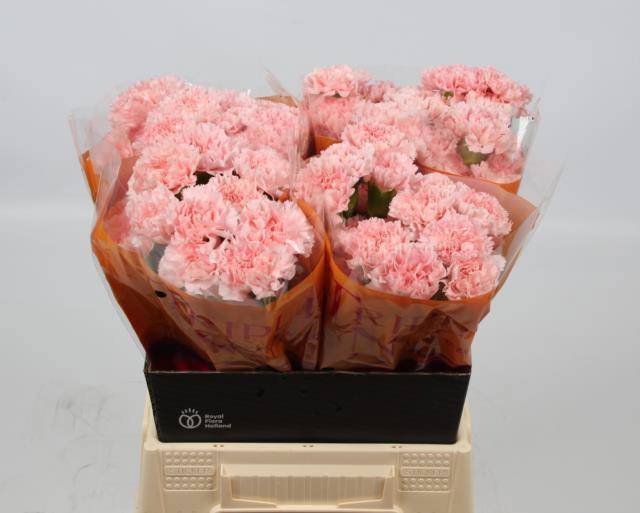 Диантус од. Джоди (роз.), шт.