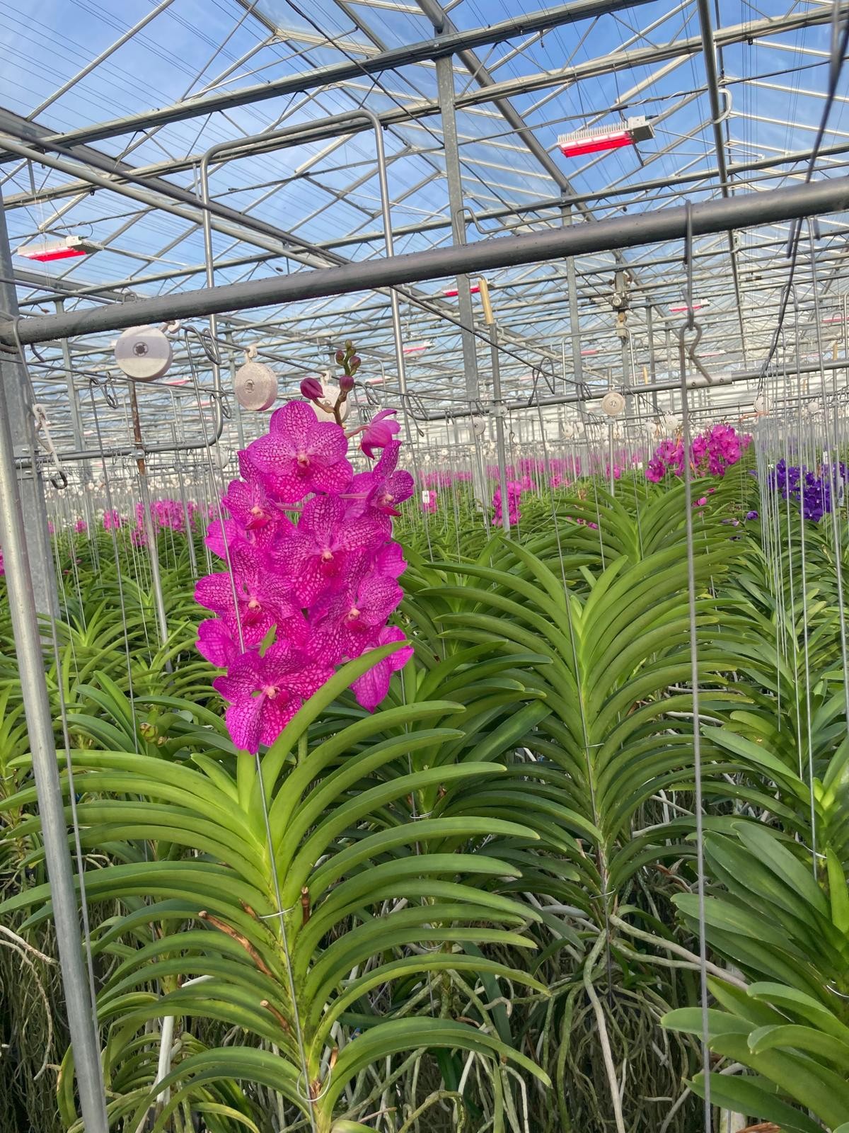Vanda Rosy XXL, D 19