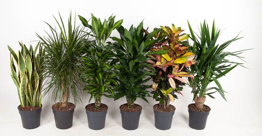 Mix vertakt p24, D 24