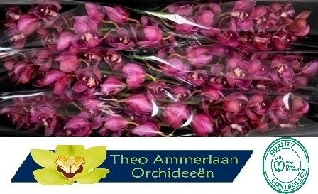 Цимбидиум Рэд Дрим x6 80, шт.