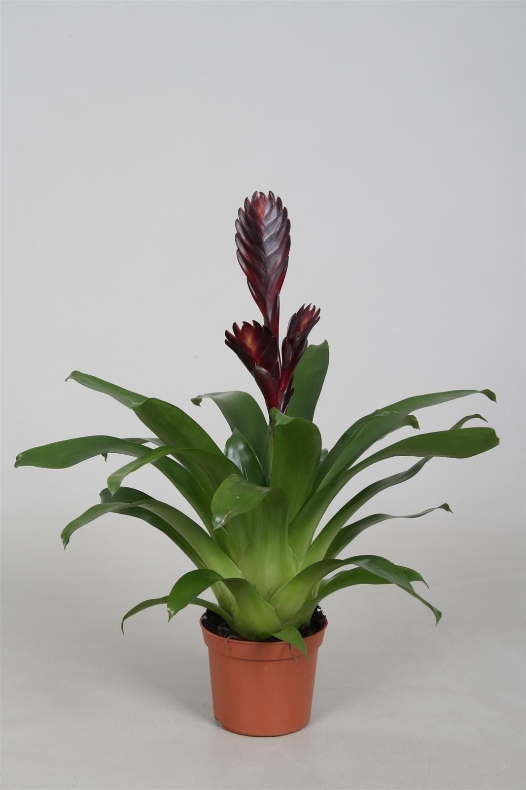 Vriesea Cathy Paars, D 9