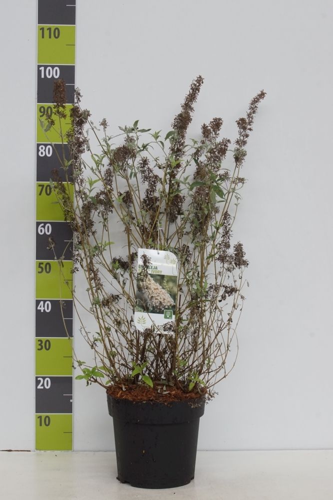 Buddleja 'Buzz Ivory' -R- C 7, D 27