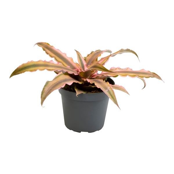 Cryptanthus Pink Star, D 6 cm