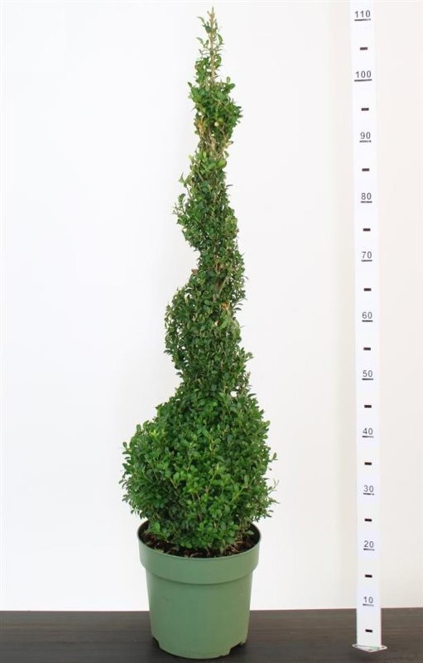 Buxus semp. Spiraal 70-80 cm c5/p23, D 27