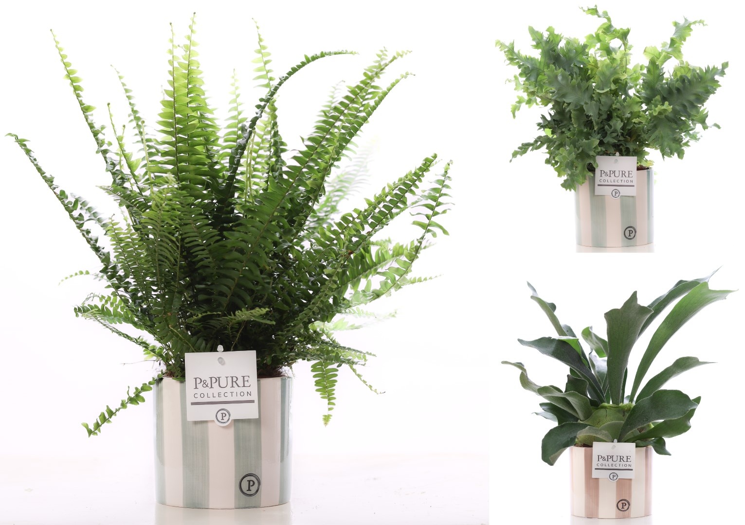 Varens gemengd in P&PURE Eline 2 ceramics ass.2, D 12