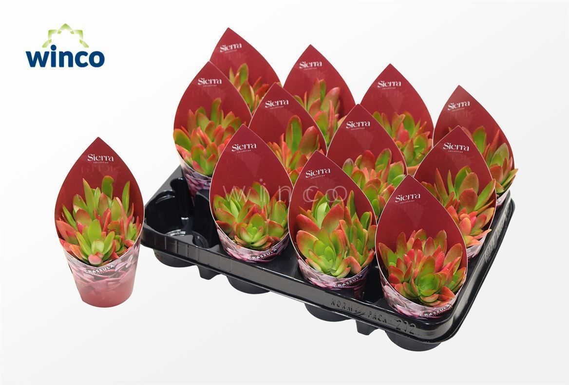 Crassula Capitella Campfire (sierra), D 8,5