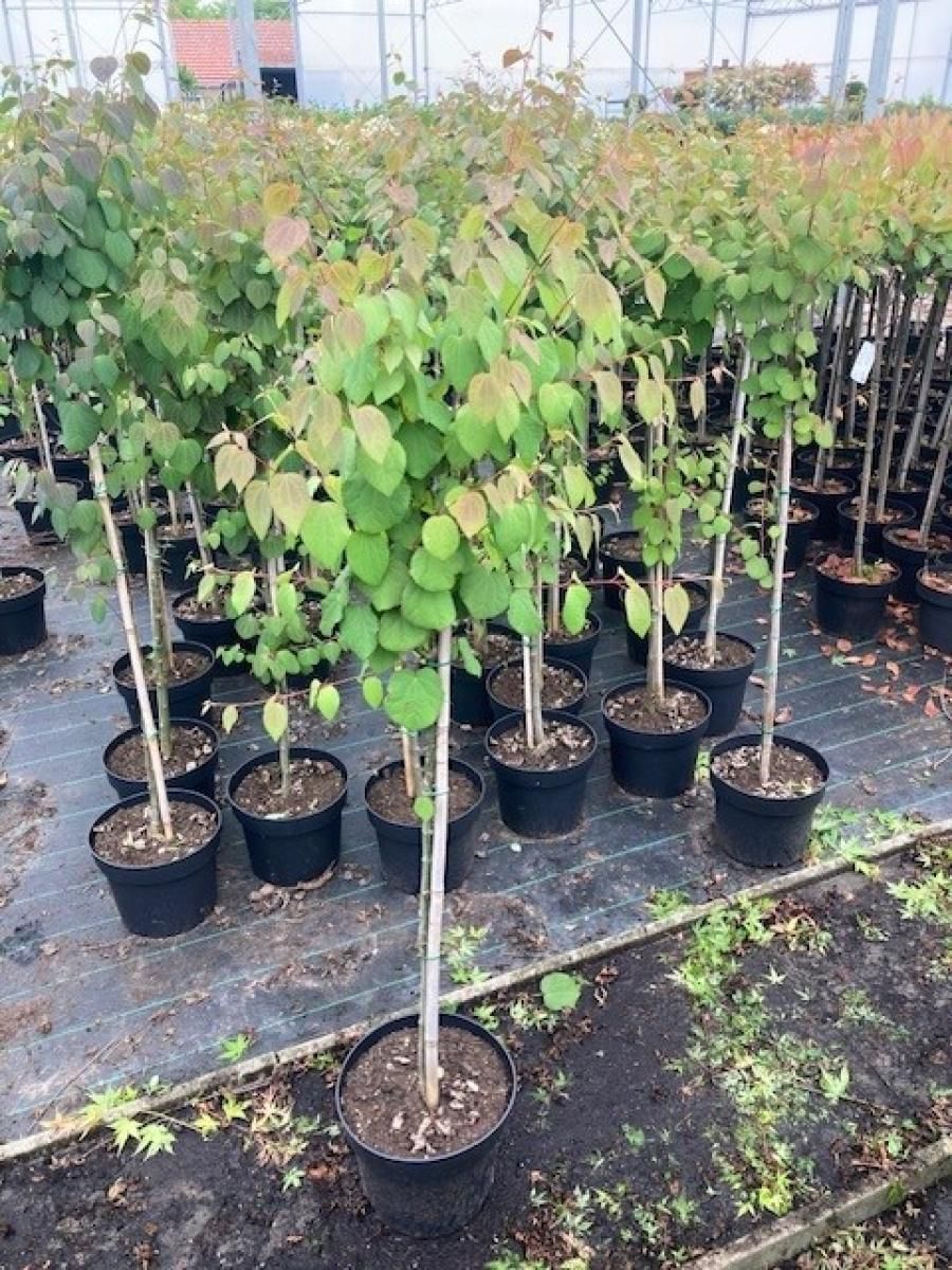 Cercidiphyllum japonicum, kroon, D 32