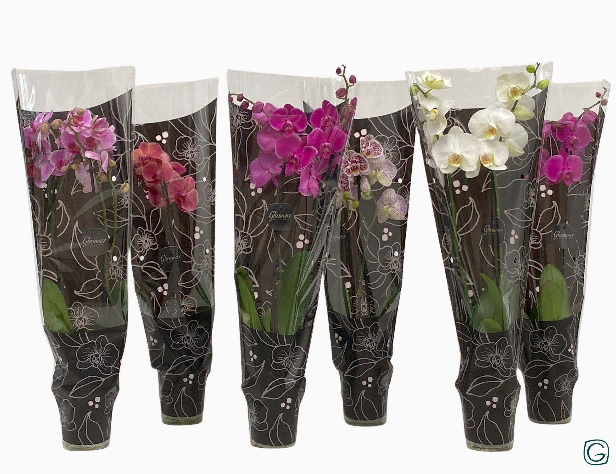 Phal. 2 tk mix Glamour-black, D 12