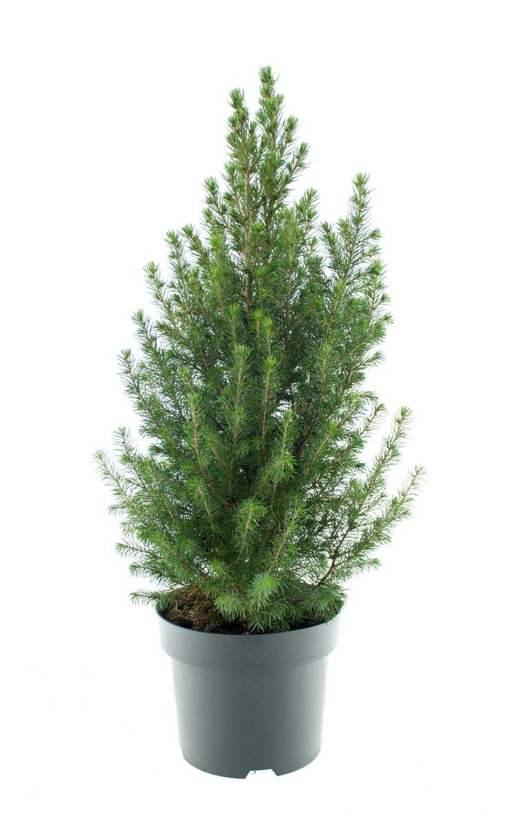 Picea glauca 'Conica' 3L, D 19 cm