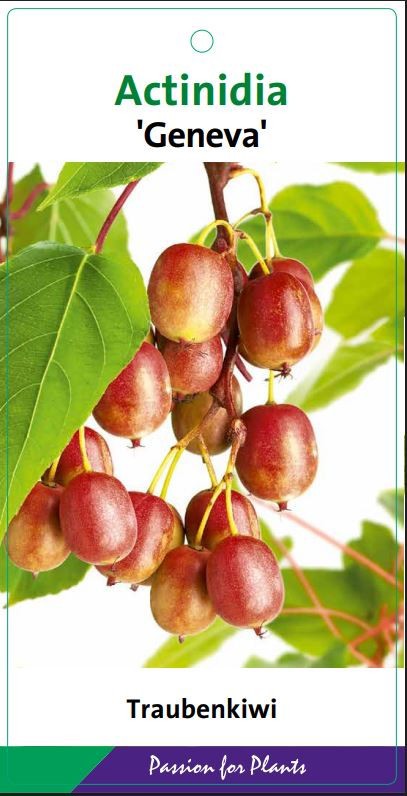 Actinidia arguta 'Geneva' 80CMC2, D 17 cm