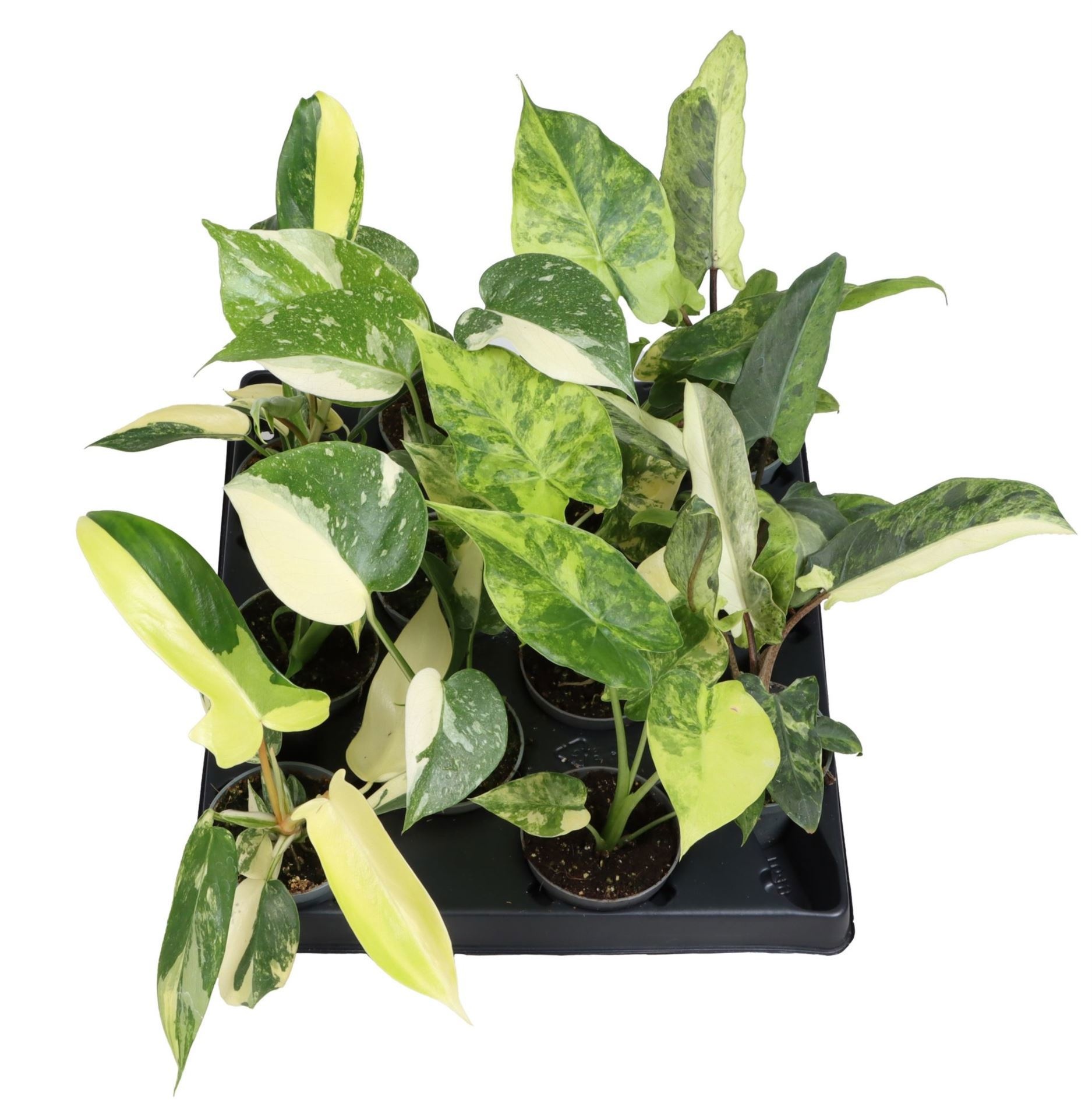 Highend Exclusive Mix 6 cm, D 6