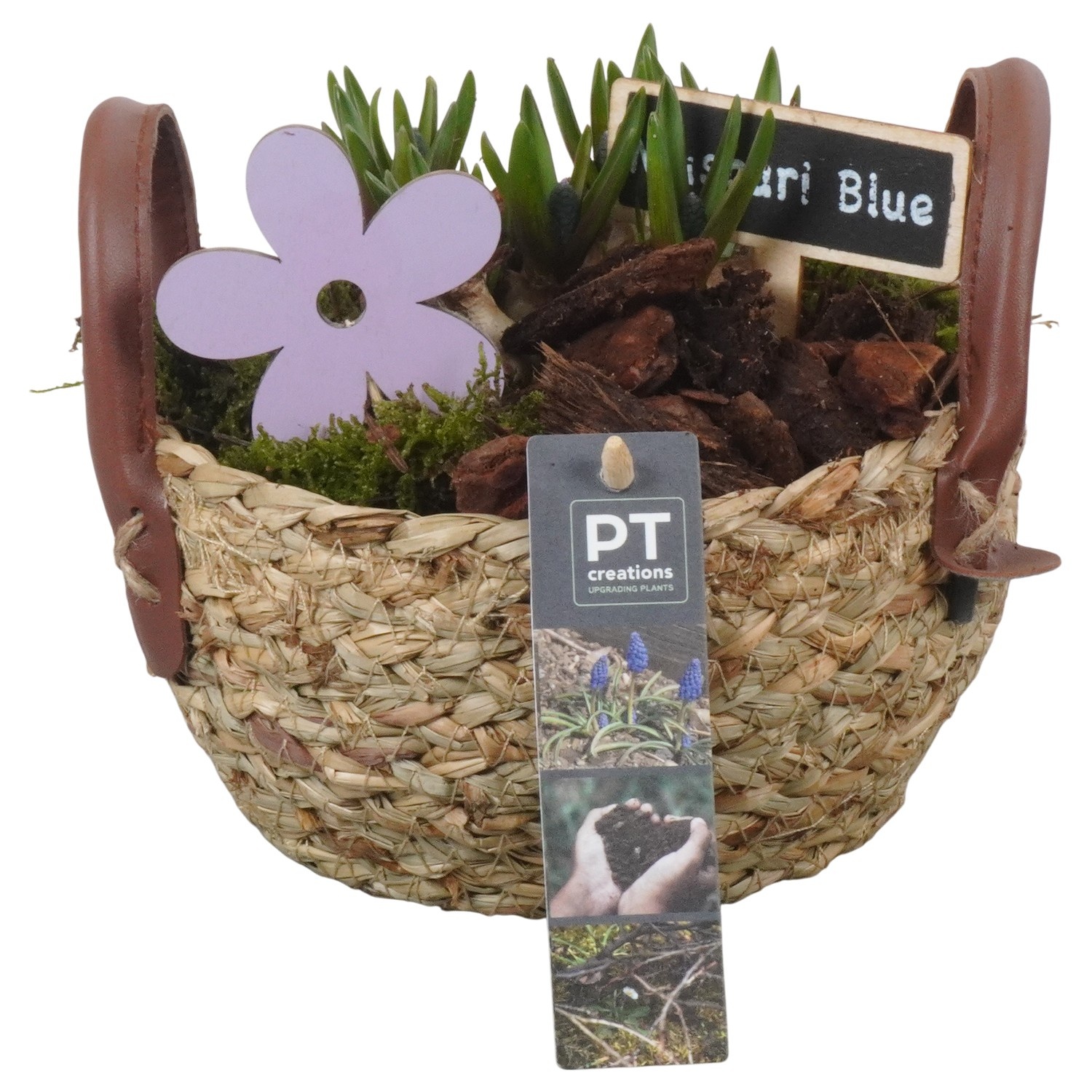 PTMB6203 Arrangement Muscari Blue in riet mand, D 15