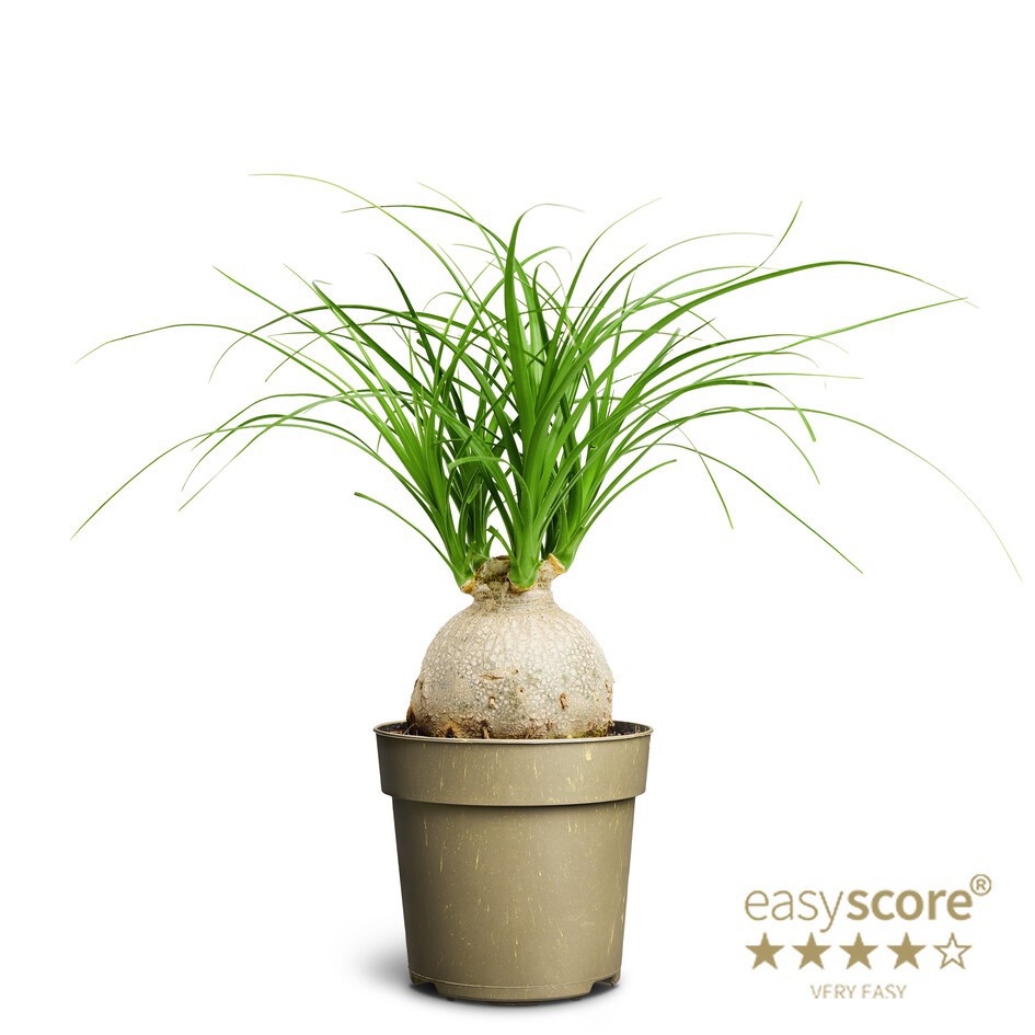 BEAUCARNEA RECURVATA 'Nolina', D 11 cm