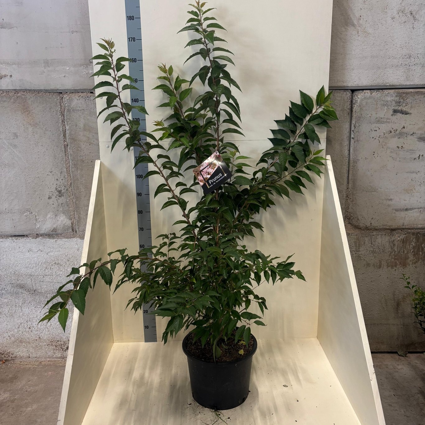 Prunus subh. 'Autumnalis', D 40 cm