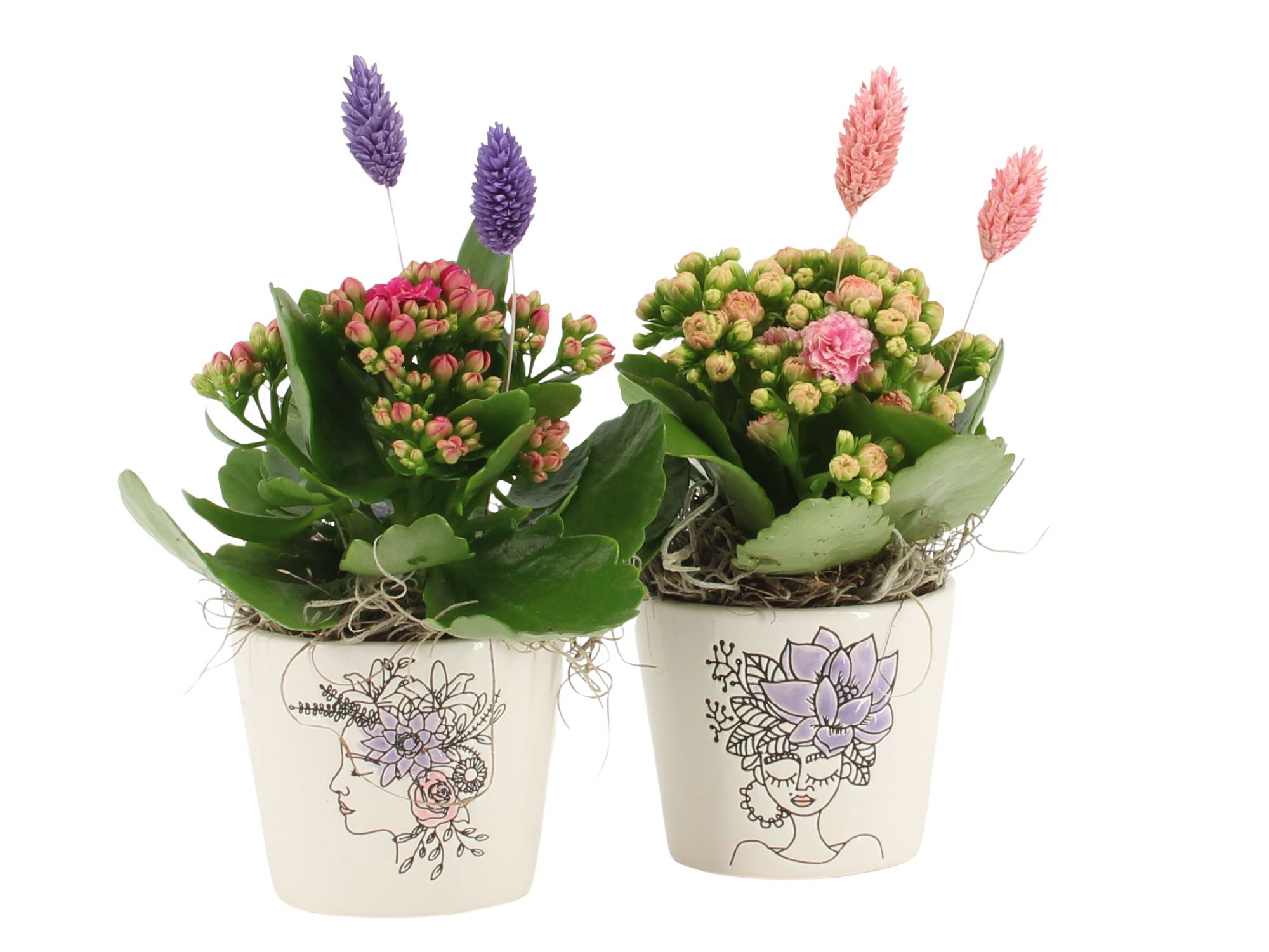 21695: Lovess arrangement, D 8