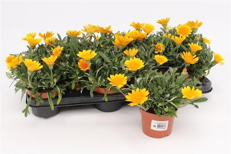 Gazania Rigens Orange Jupiter, D 10,5