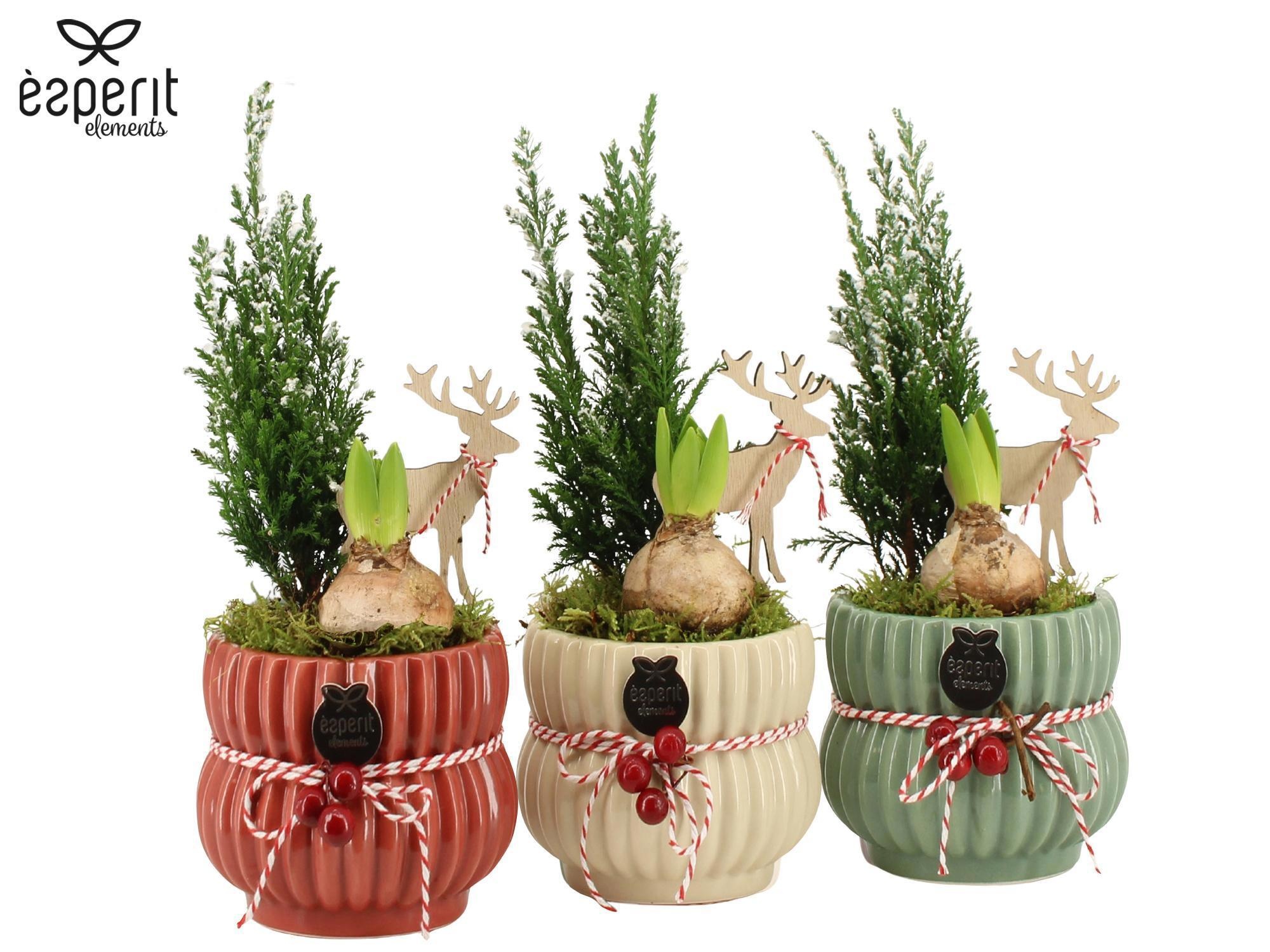 62083: X-mas arrangement, D 12