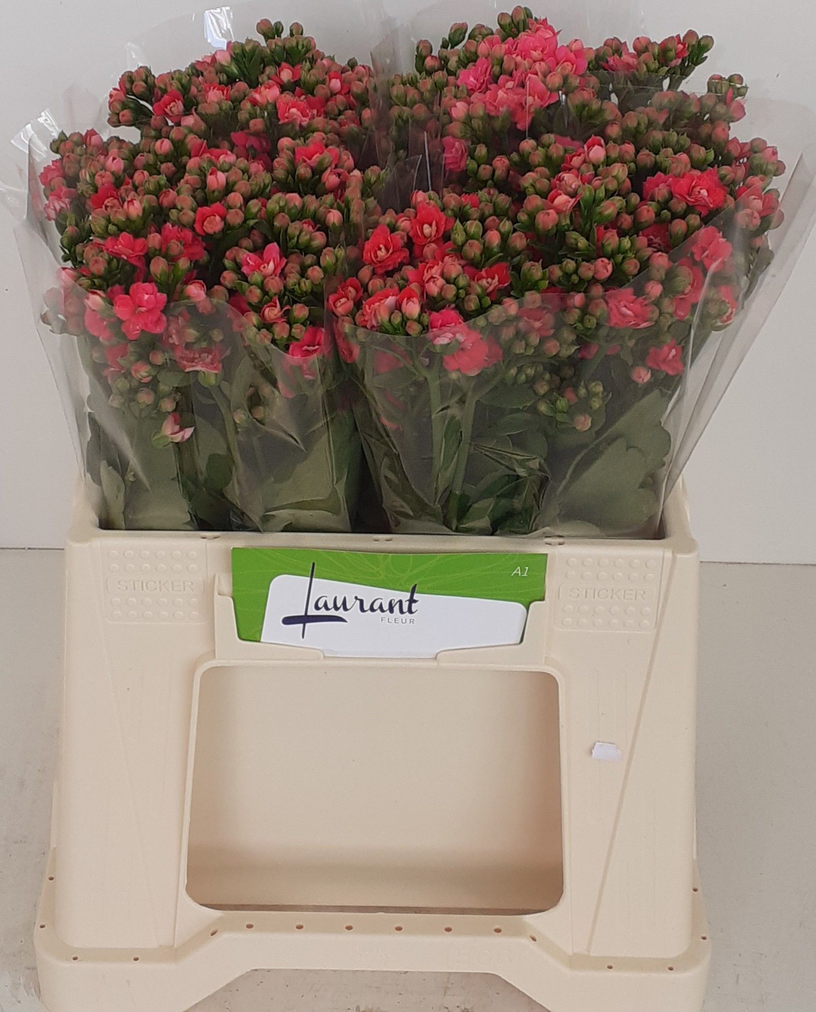 Каланхое Сеншуал Пинк Медоу 35, шт.