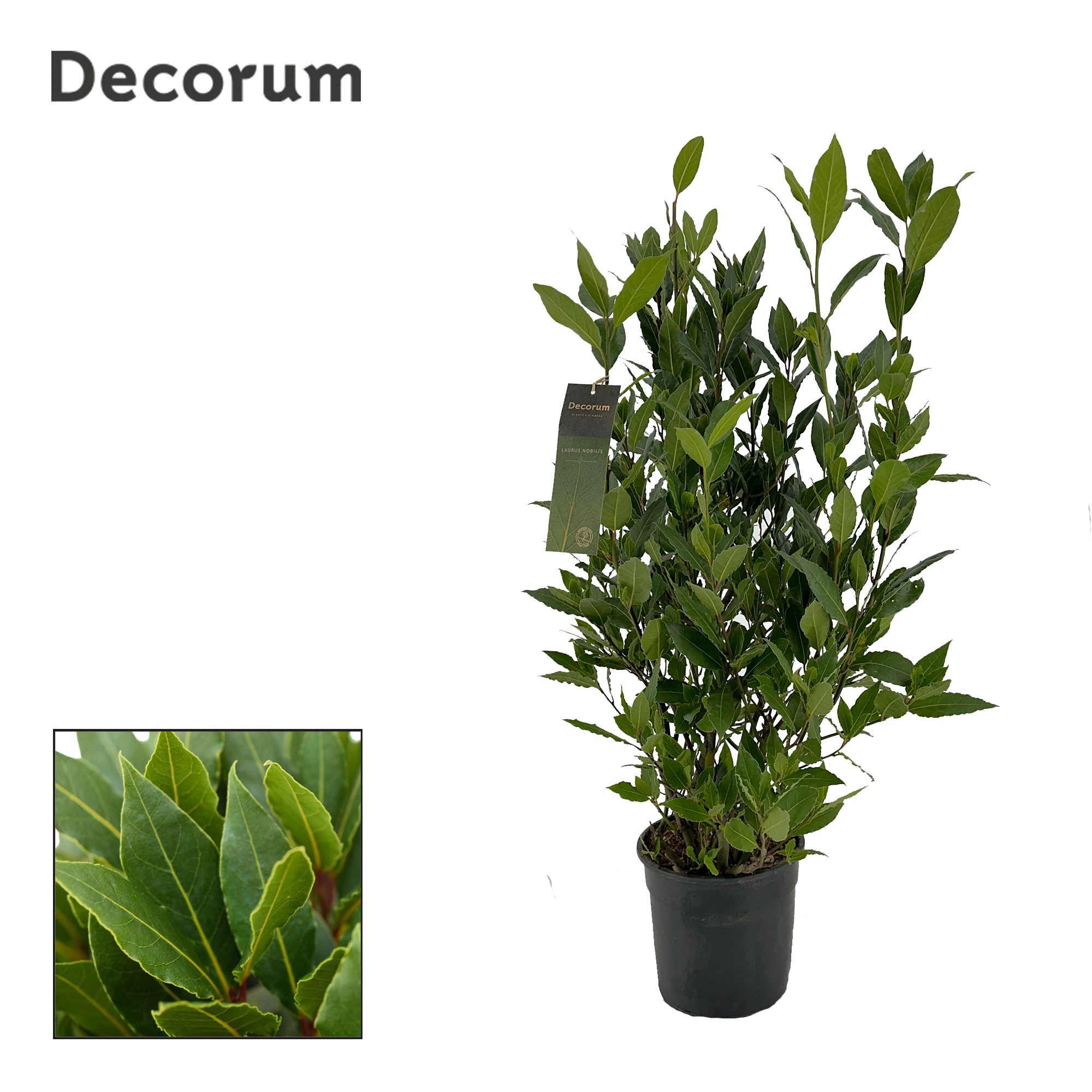 Laurus nobilis Struik, D 20 cm