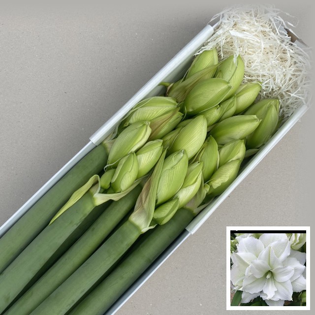 Амарилис Уимблдон (бел.) x10, шт.