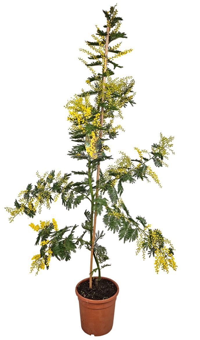 Acacia Mimosa Daelbata On Stick, D 24