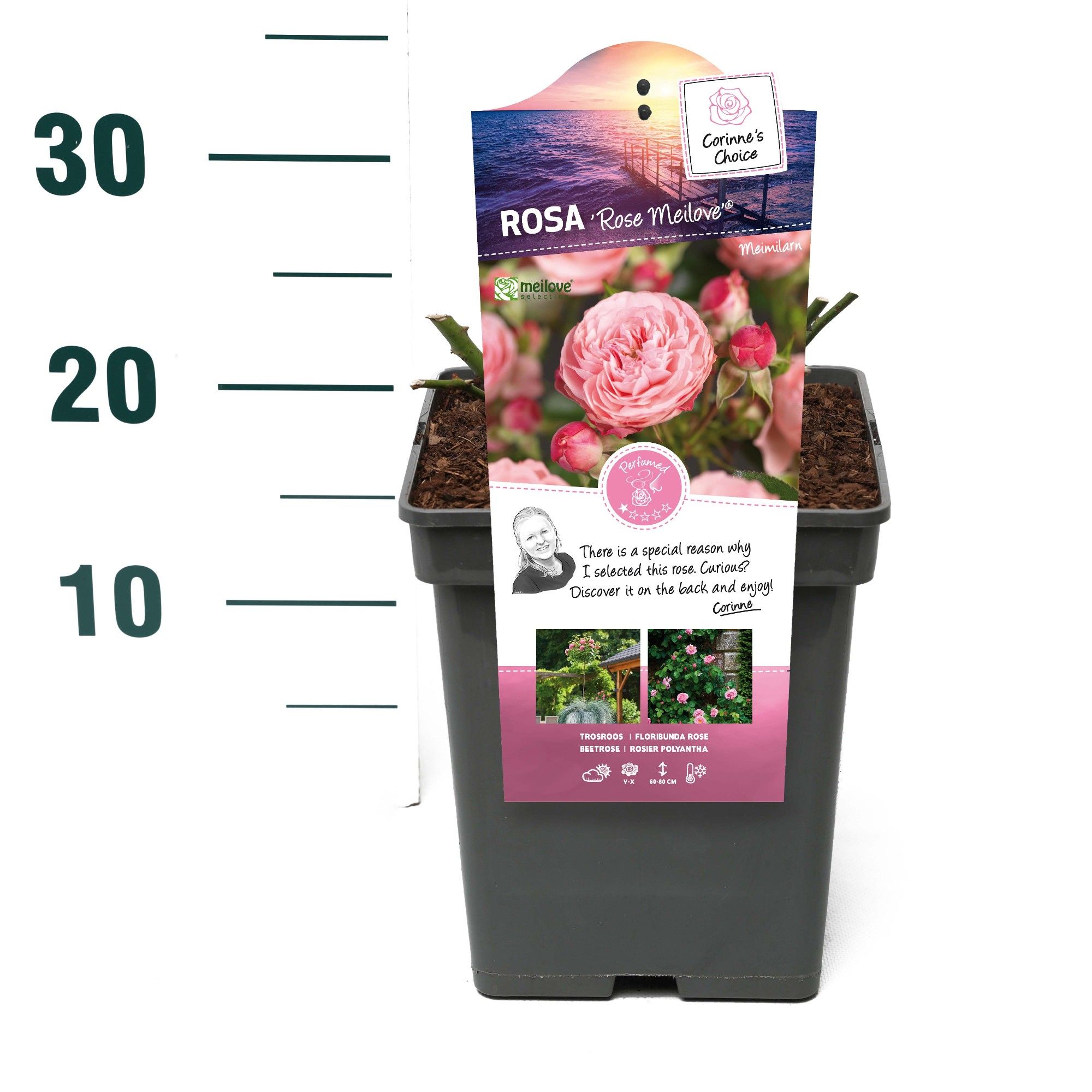 Rosa 'Rose Meilove' - Struik - VP5 - Categorie 3, D 23