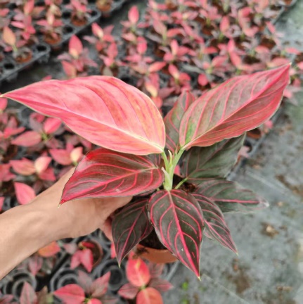 Аглаонема ред 10 20