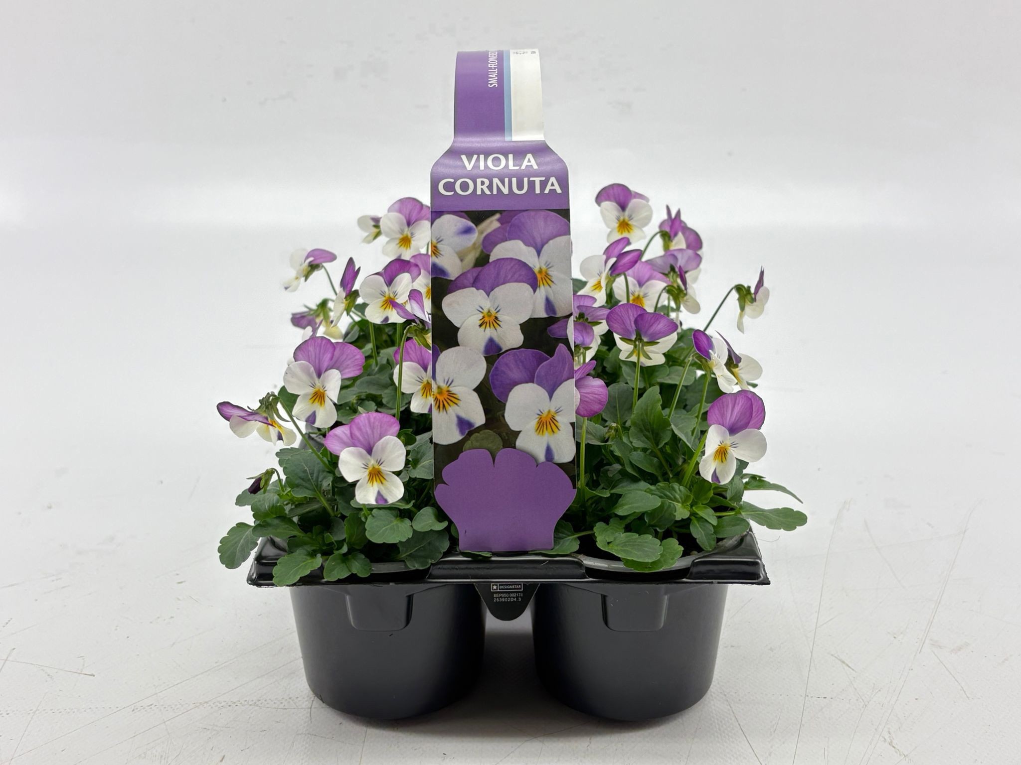 Sixpack Viola Cornuta White With Rose Wing, D 9