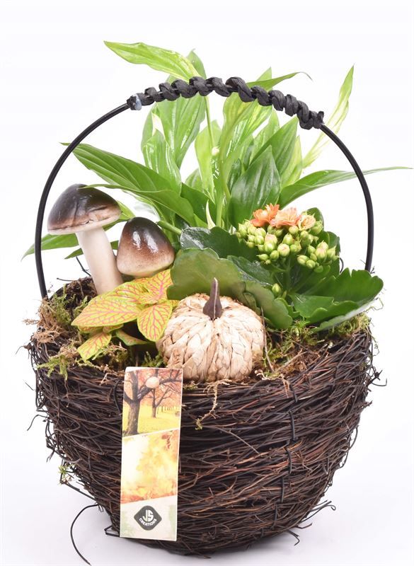 Salim hengselmand 17,5cm, D 18