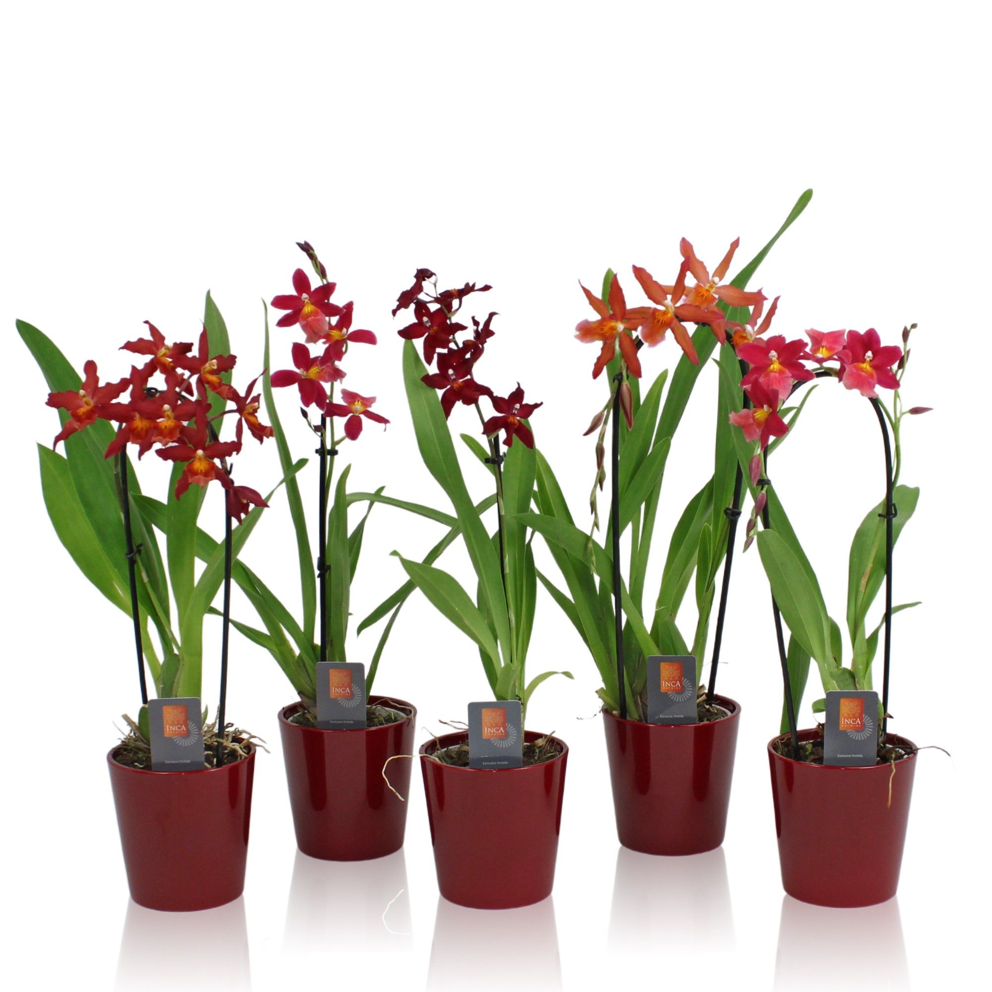 Inca Cambria Red Beauty mix incl. cascade 9cm in Red ceramic, D 9