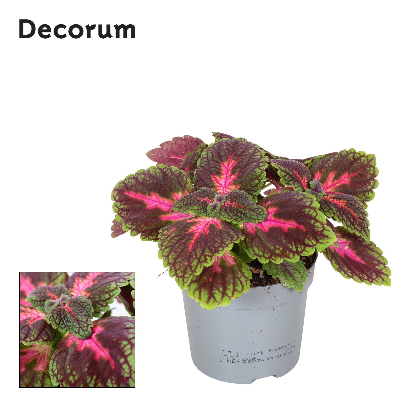 Coleus Park Avenue Decorum, D 13