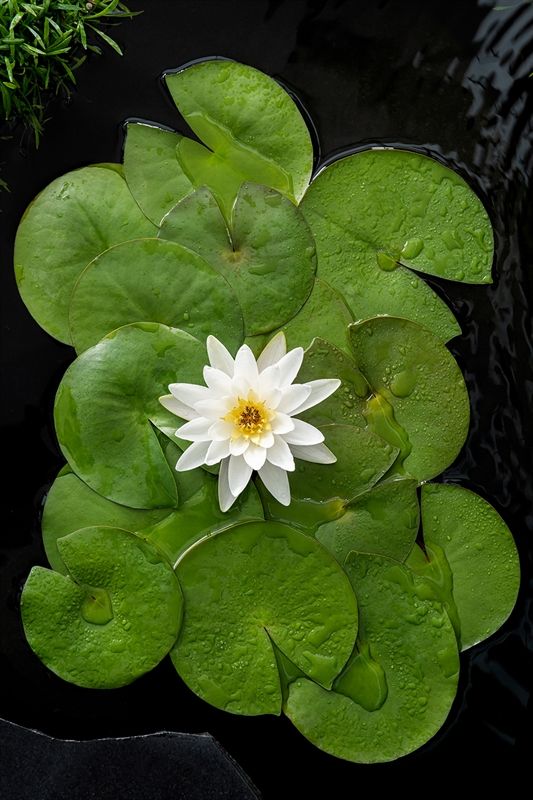 Nymphaea Marliacea Albida, D 11