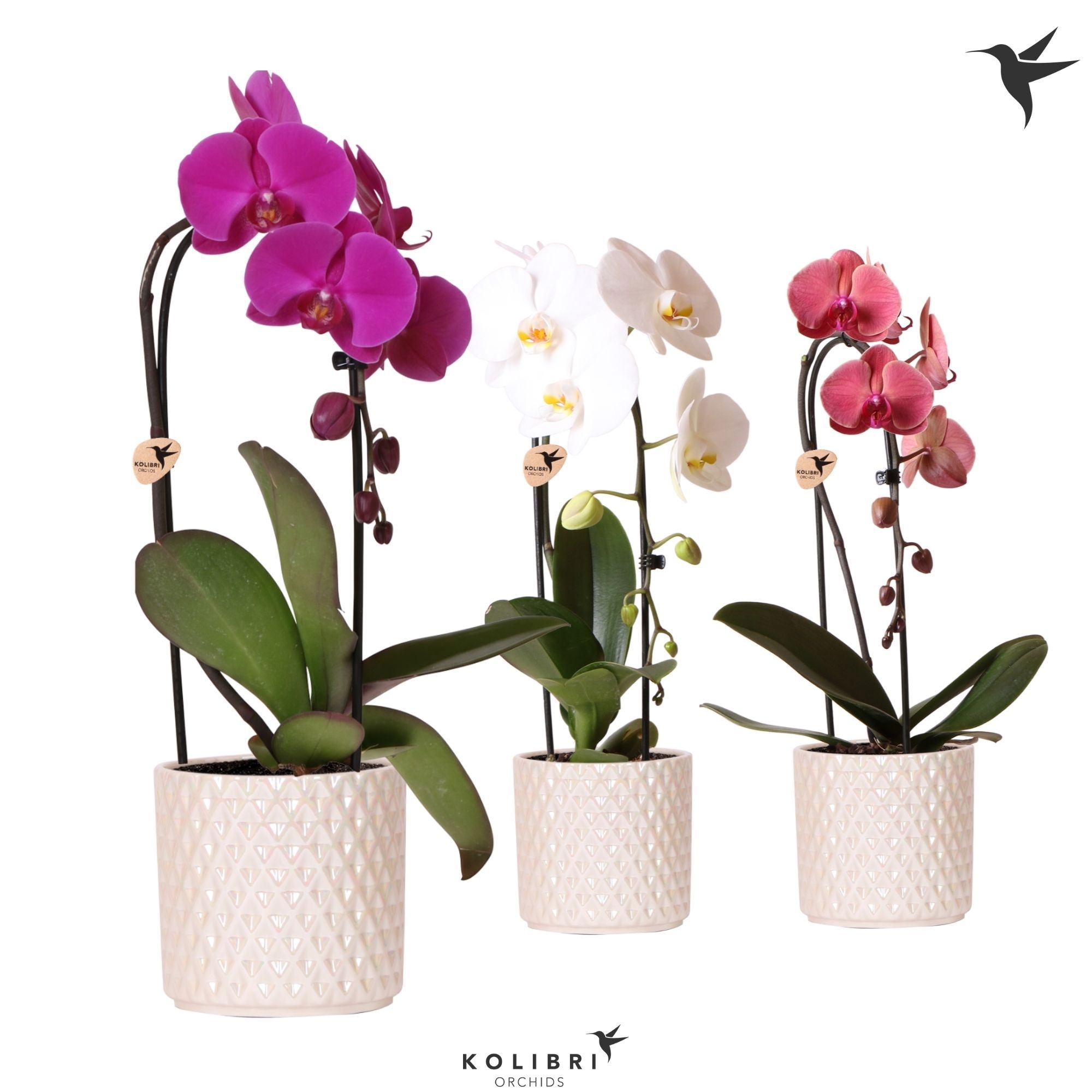Kolibri Orchids Phalaenopsis Cascade Niagara Fall mix 1 spike in Diamond Pearl pot travertine, D 12