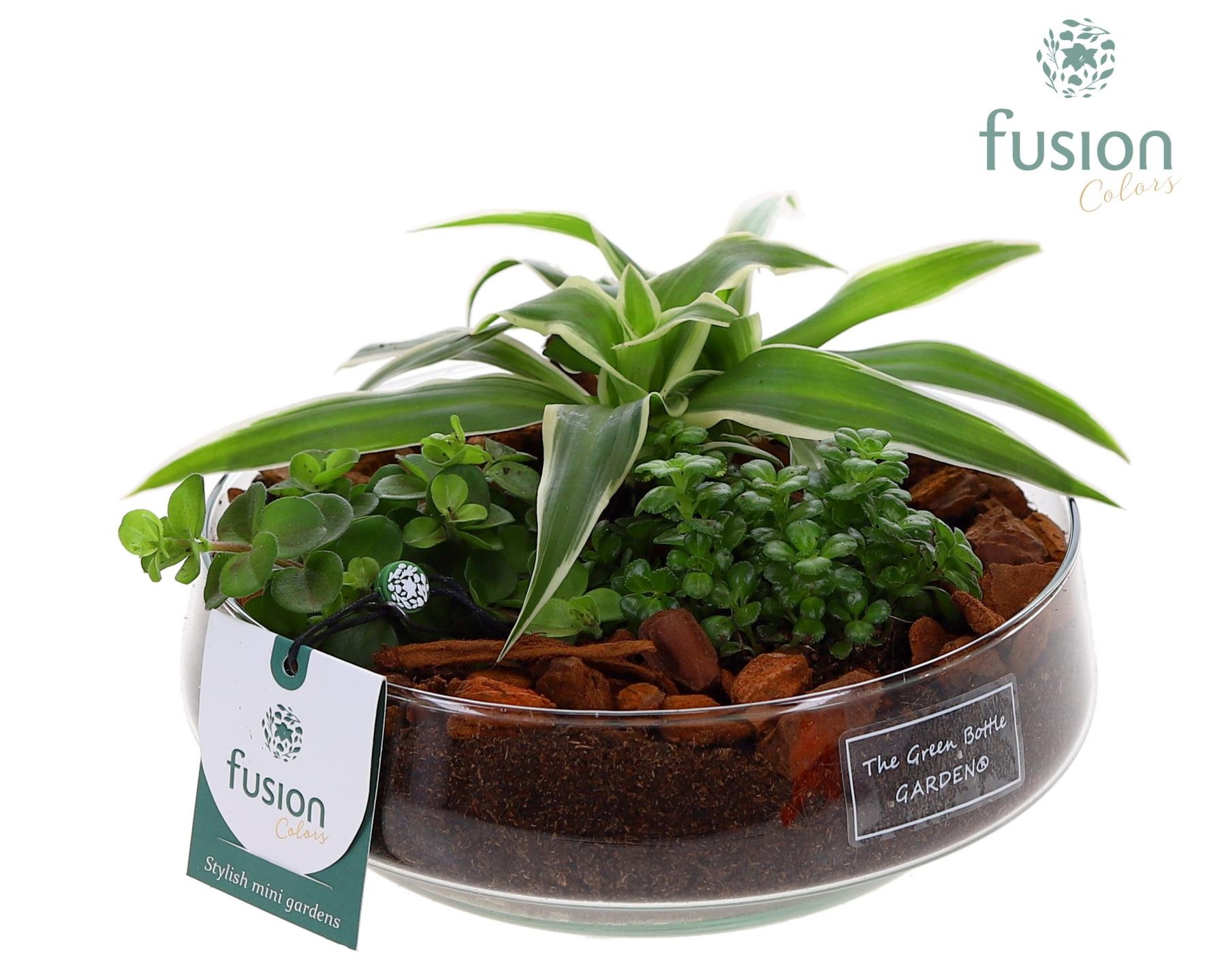 Green Bottle Iris Medium met arrangement, D 19