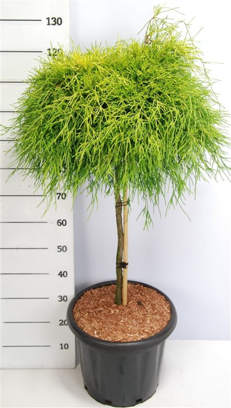 Chamaecyparis p. 'Sungold', D 38