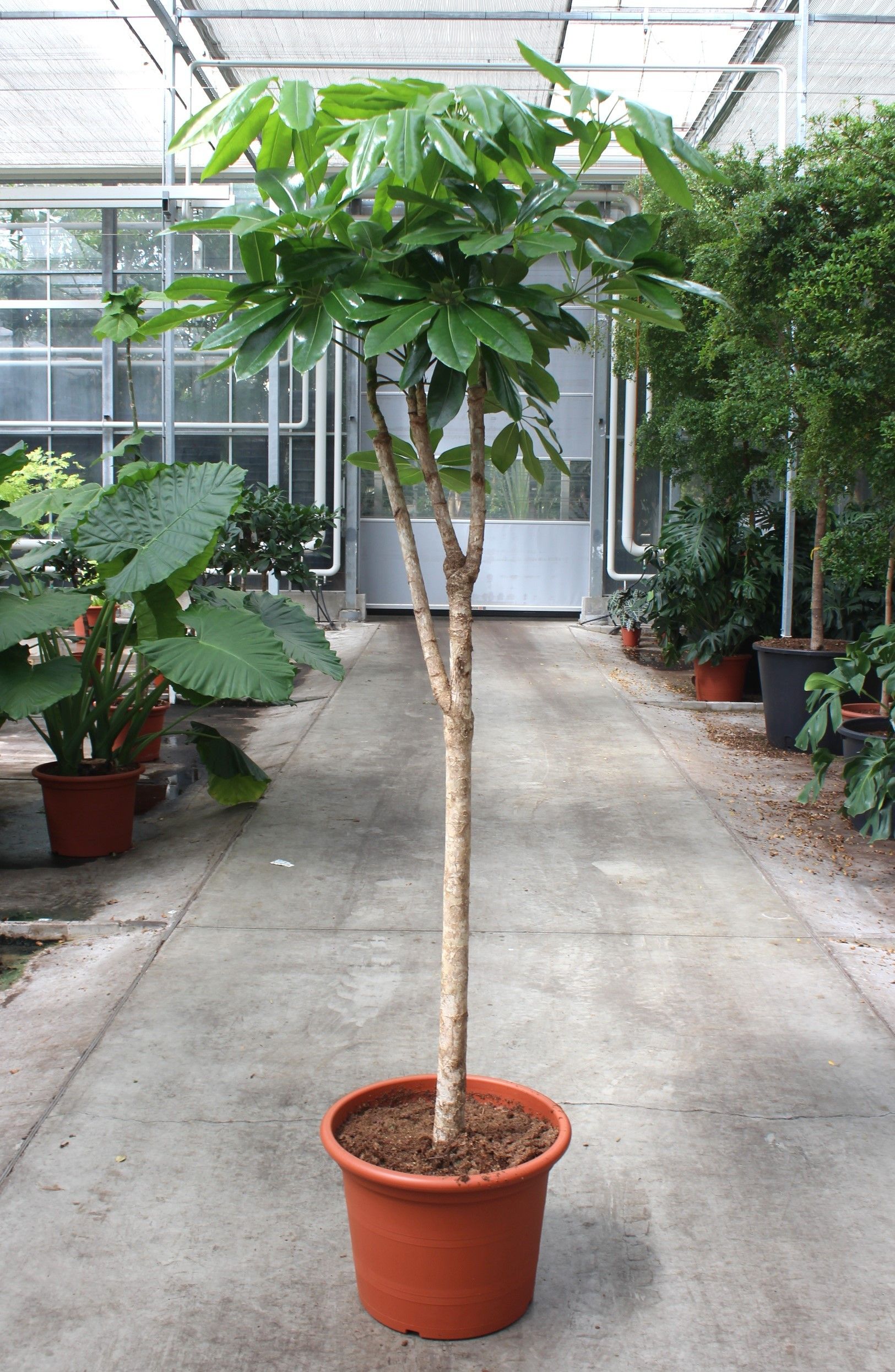 Schefflera actinophylla 'Amate’, D 50 cm Schefflera actinophylla 'Amate’, D 50 cm