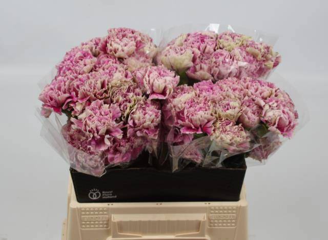 Диантус од. Антигуа, шт.