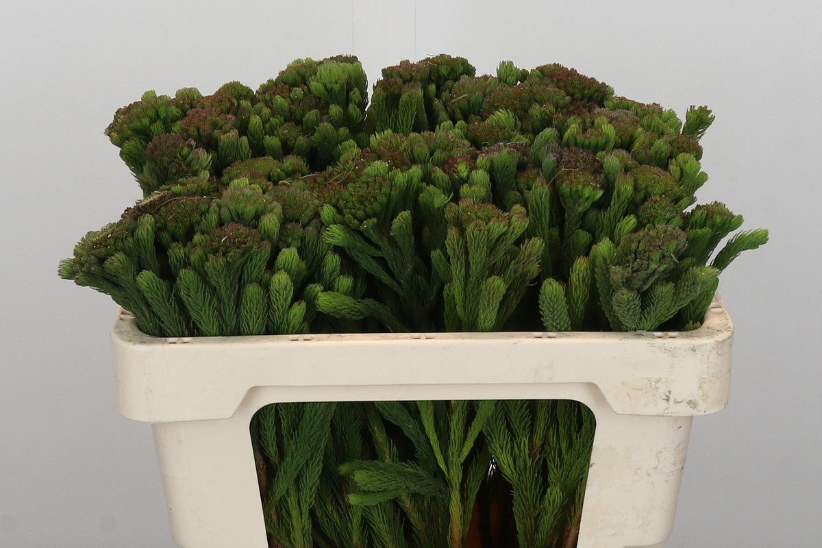 Бруния Альбифлора 50, шт.