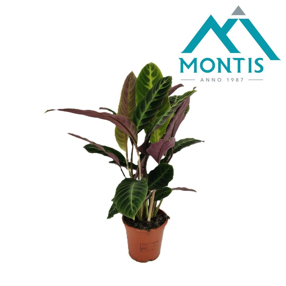 Calathea Wascewiczii 17 cm, D 17 cm