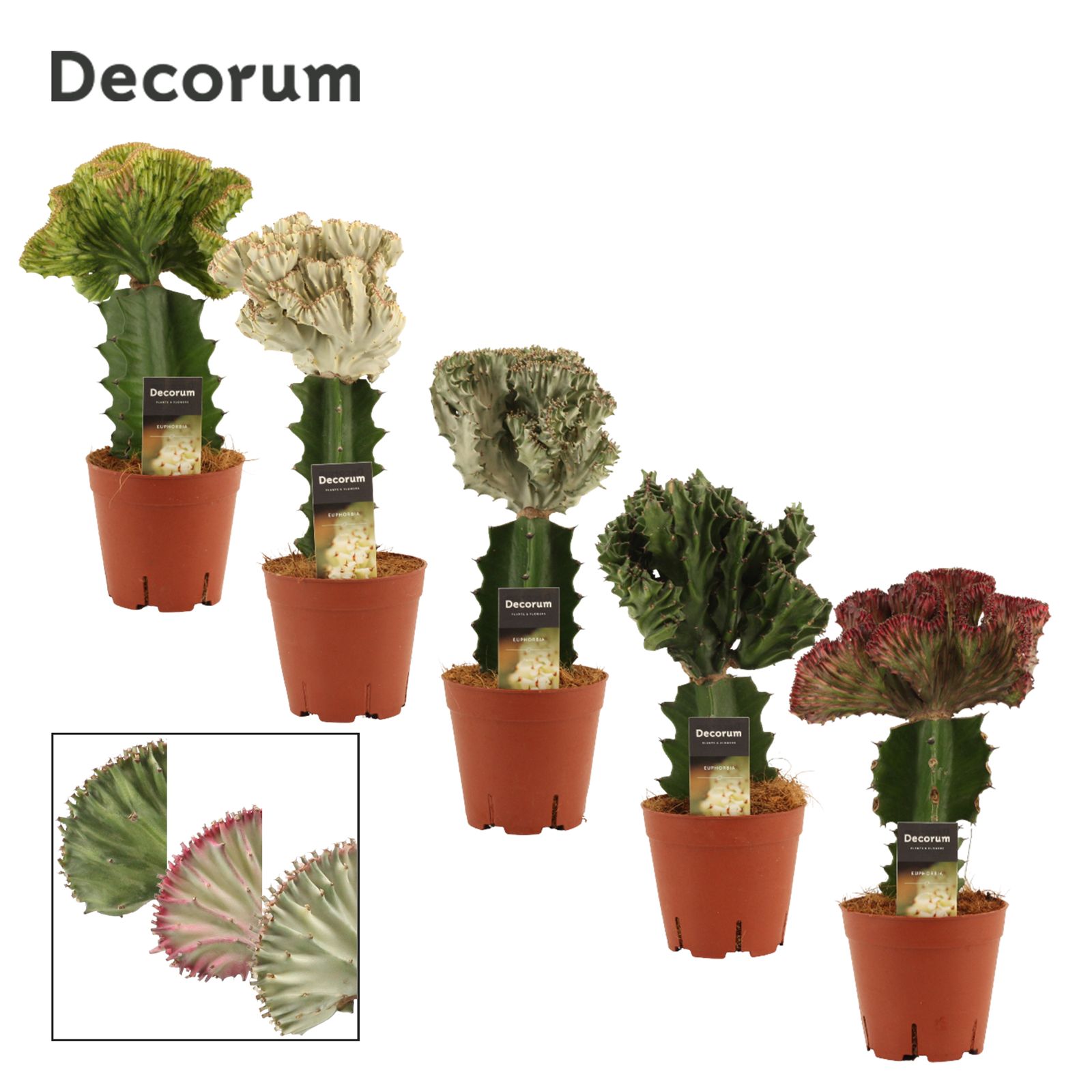 Euphorbia Lactea 14 cm Spikey (Decorum), D 14