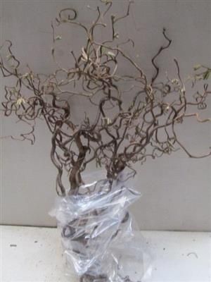 Корилус Конторта 90, шт. Корилус Конторта 90, шт.