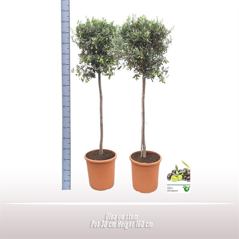 Olea op stam, D 30 cm