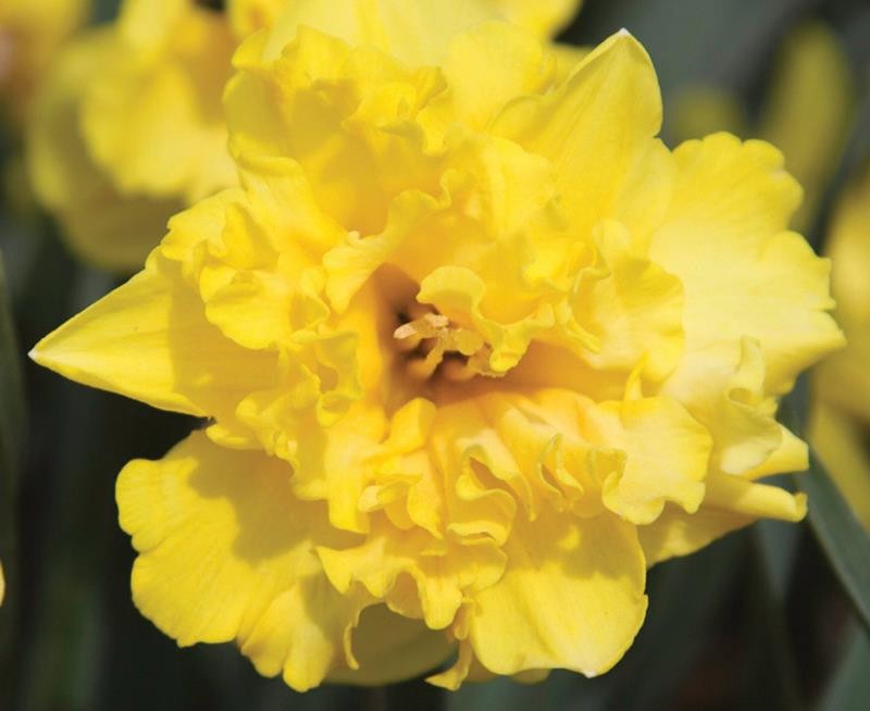 NARCISSUS CYCLAMINEUS 'SAILORMAN', D 11