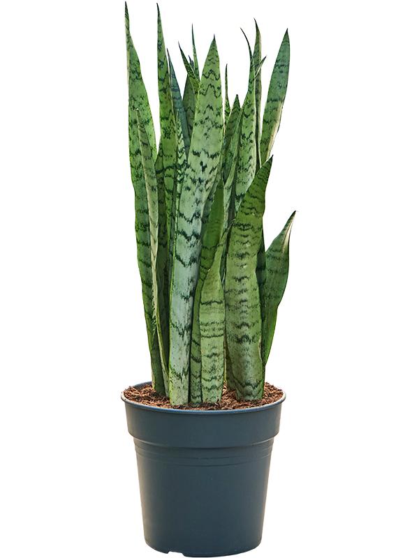 Sansevieria trifasciata 'Silver Mist', D 24