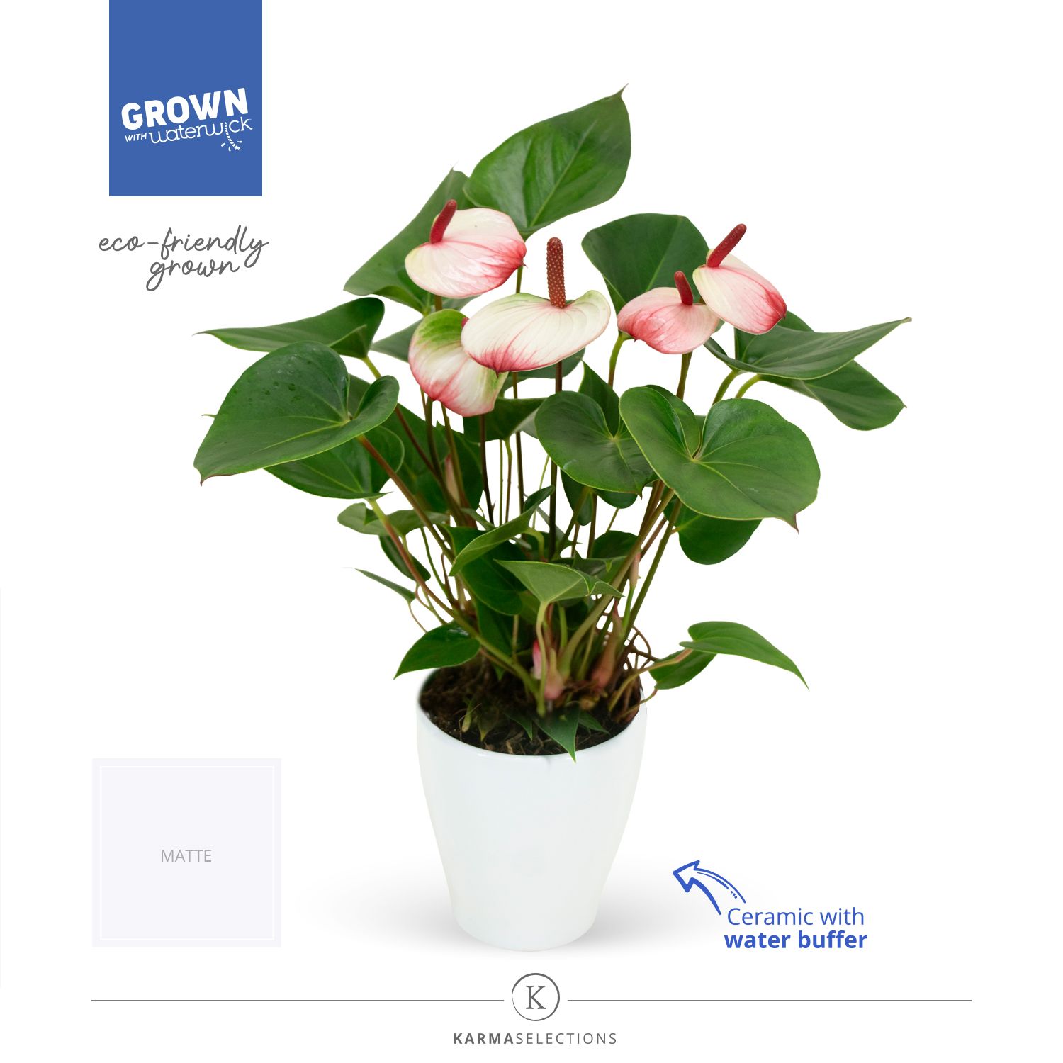 Mimesis Anthurium KARMA Hotlips - Carolina White, D 12